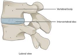 interverebral-disc